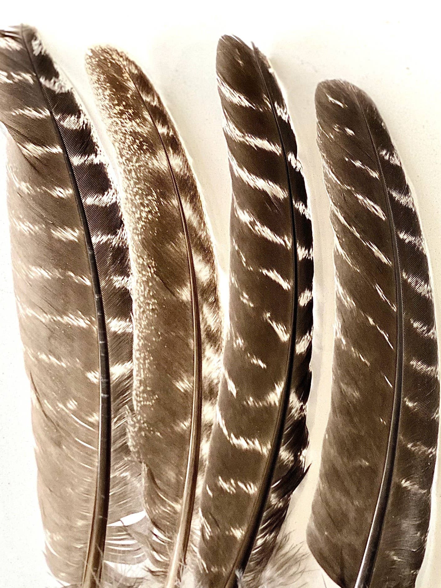 Feathers for Smudging