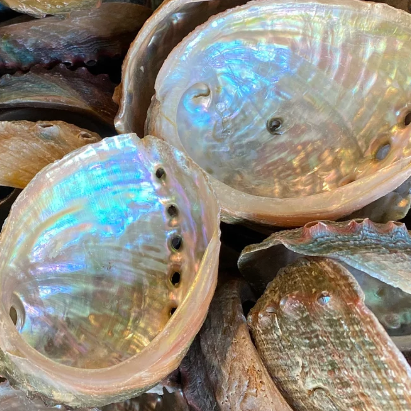 Abalone Shell, Healing Smudge Ritual, Home Decor