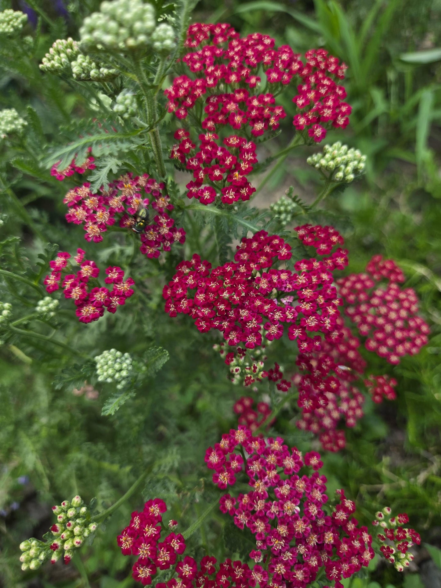 Yarrow Healing Salve – All-Natural Herbal Skin Balm | Homegrown Botanicals, Grapeseed Oil & Beeswax