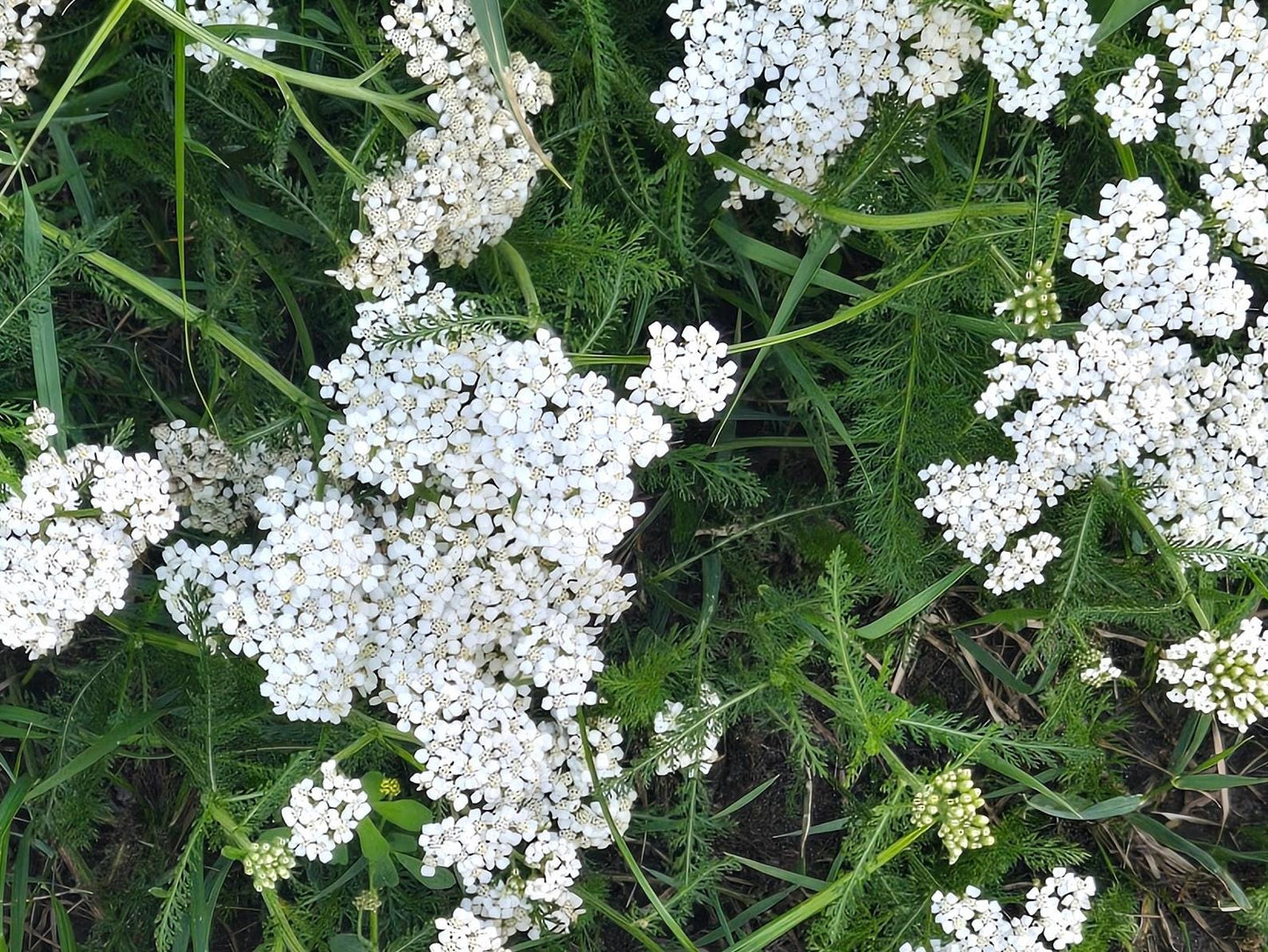 Yarrow Healing Salve – All-Natural Herbal Skin Balm | Homegrown Botanicals, Grapeseed Oil & Beeswax