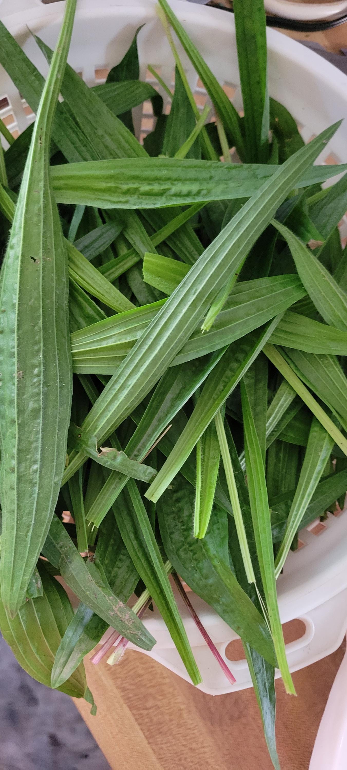 Yarrow Plantain Salve: Herbal Skin Healing Balm