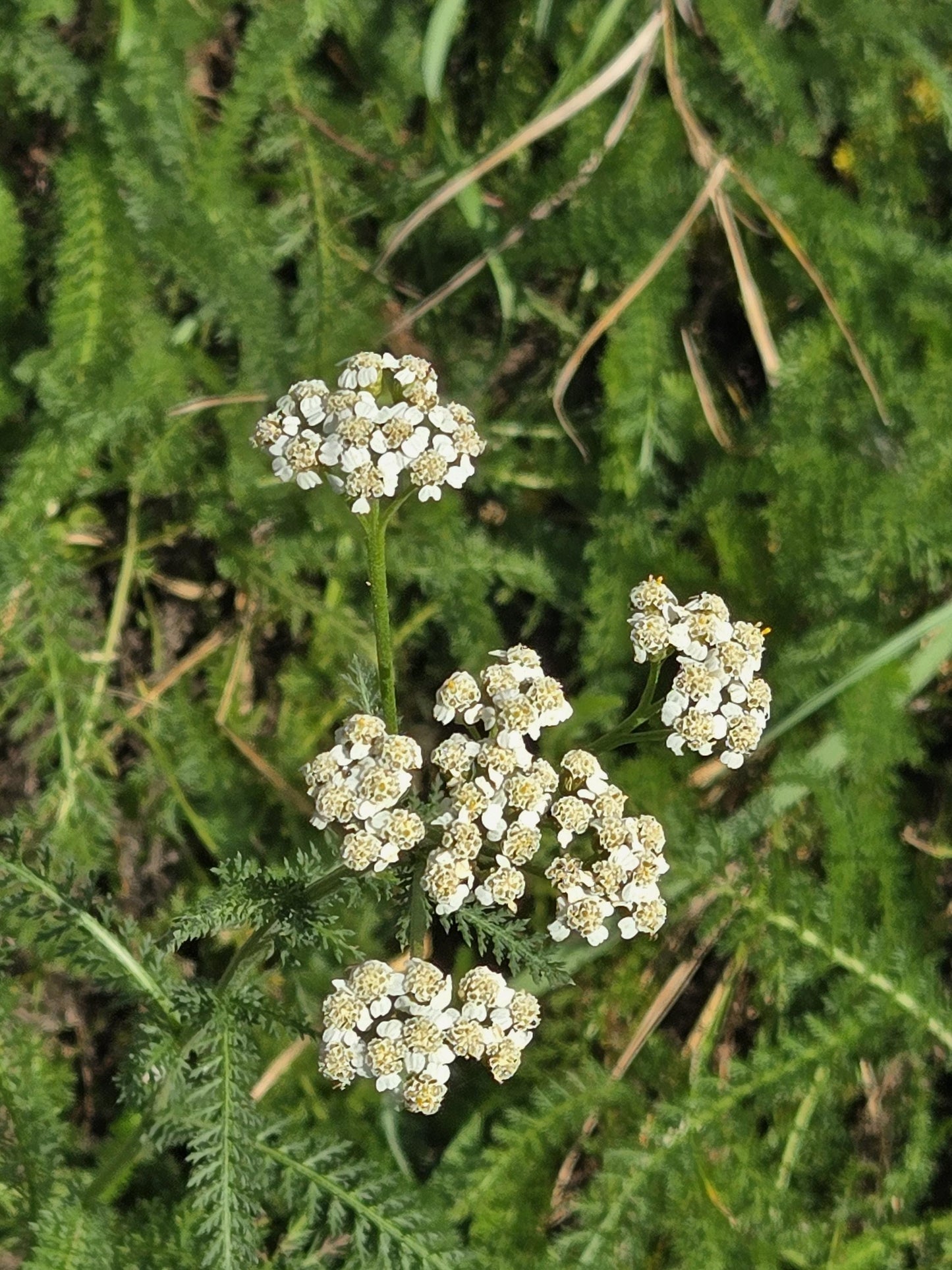 Organic Ground Yarrow, Herbal Styptic Powder