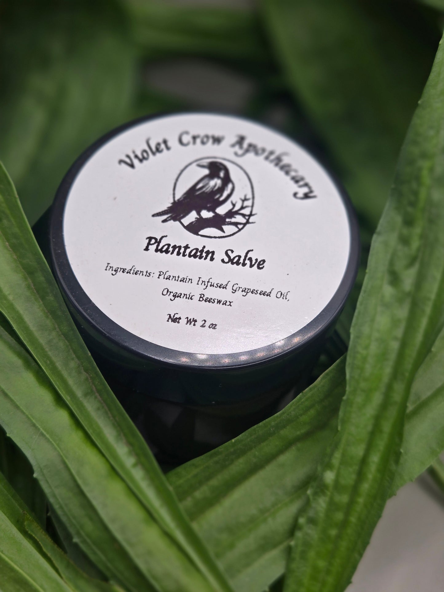 All Natural Plantain Salve: Garden Harvested Plantain with Organic Beeswax
