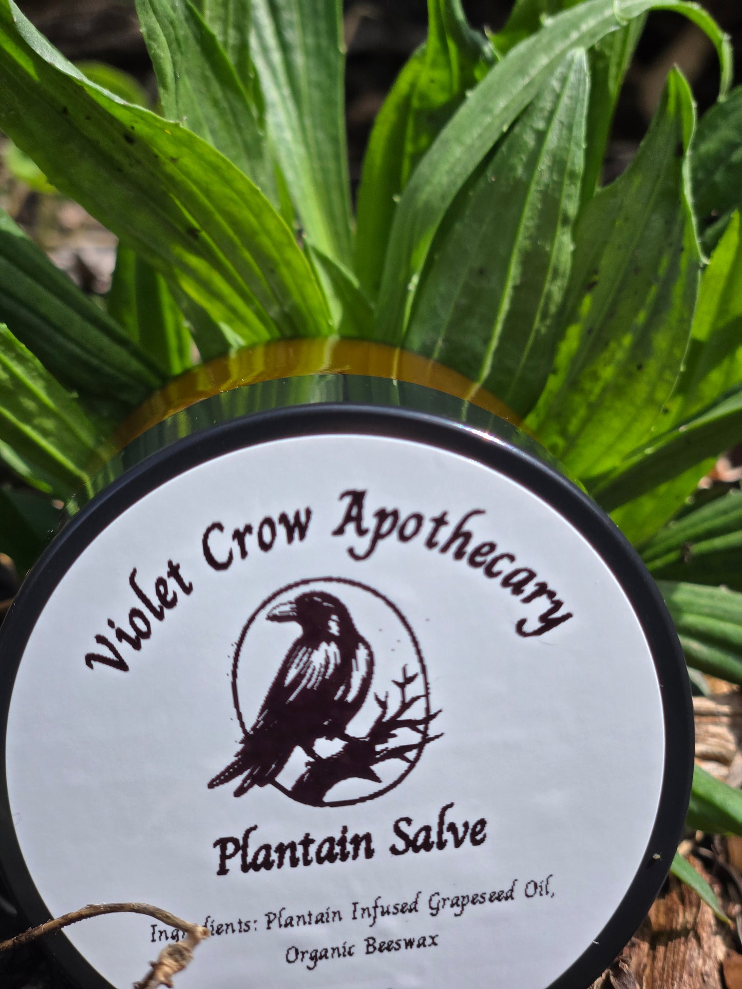 All Natural Plantain Salve: Garden Harvested Plantain with Organic Beeswax