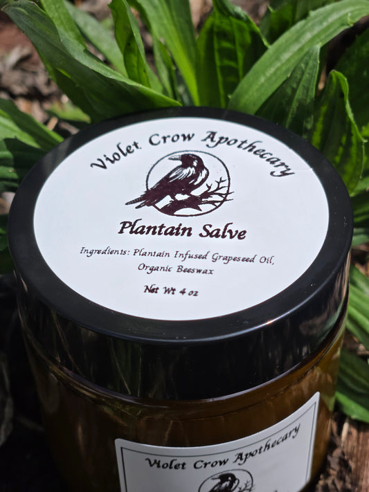 All Natural Plantain Salve: Garden Harvested Plantain with Organic Beeswax
