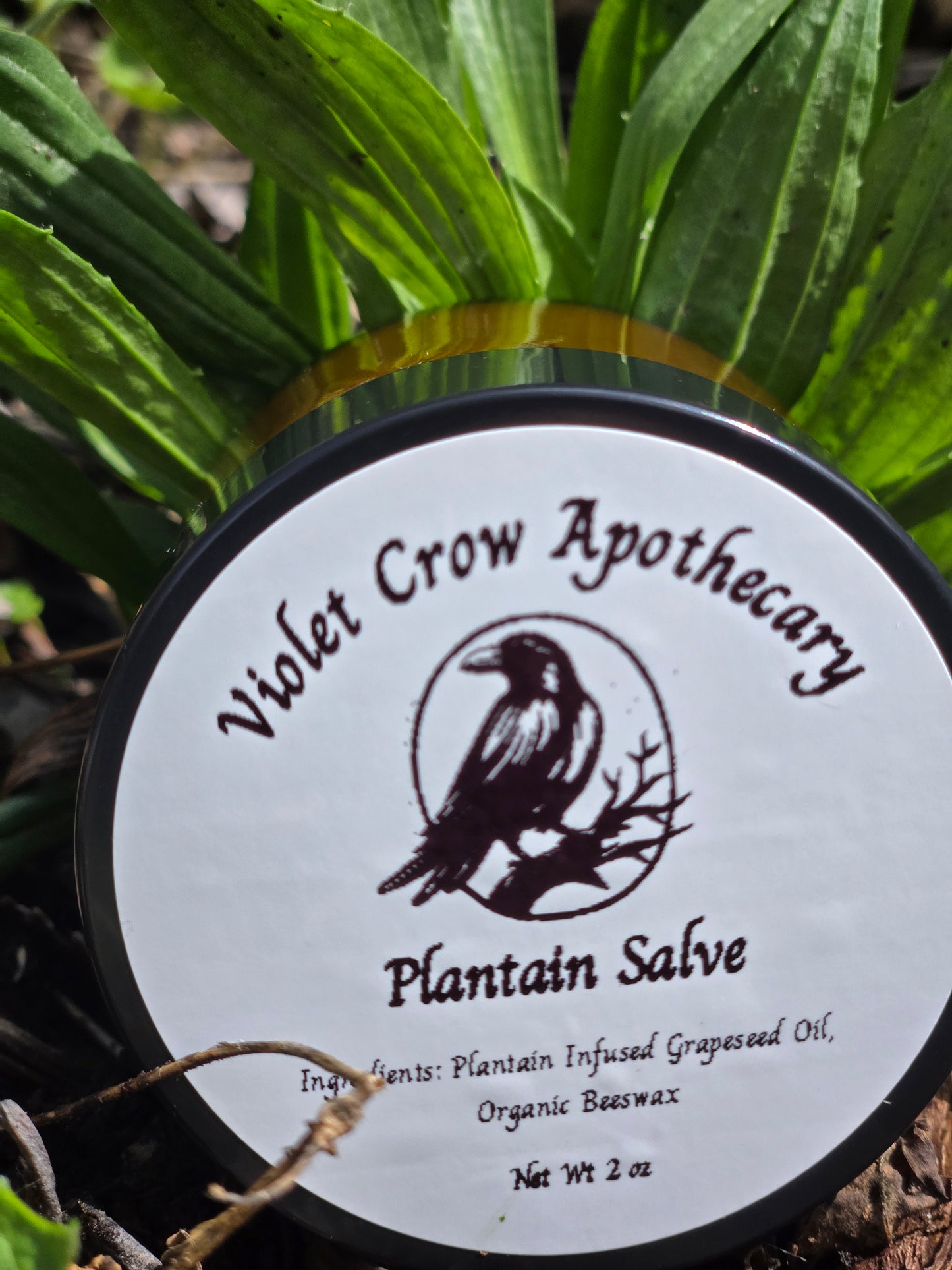 All Natural Plantain Salve: Garden Harvested Plantain with Organic Beeswax