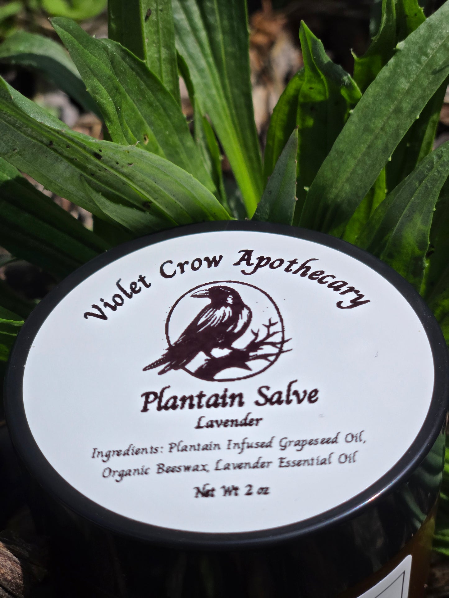 All Natural Plantain Salve: Garden Harvested Plantain with Organic Beeswax