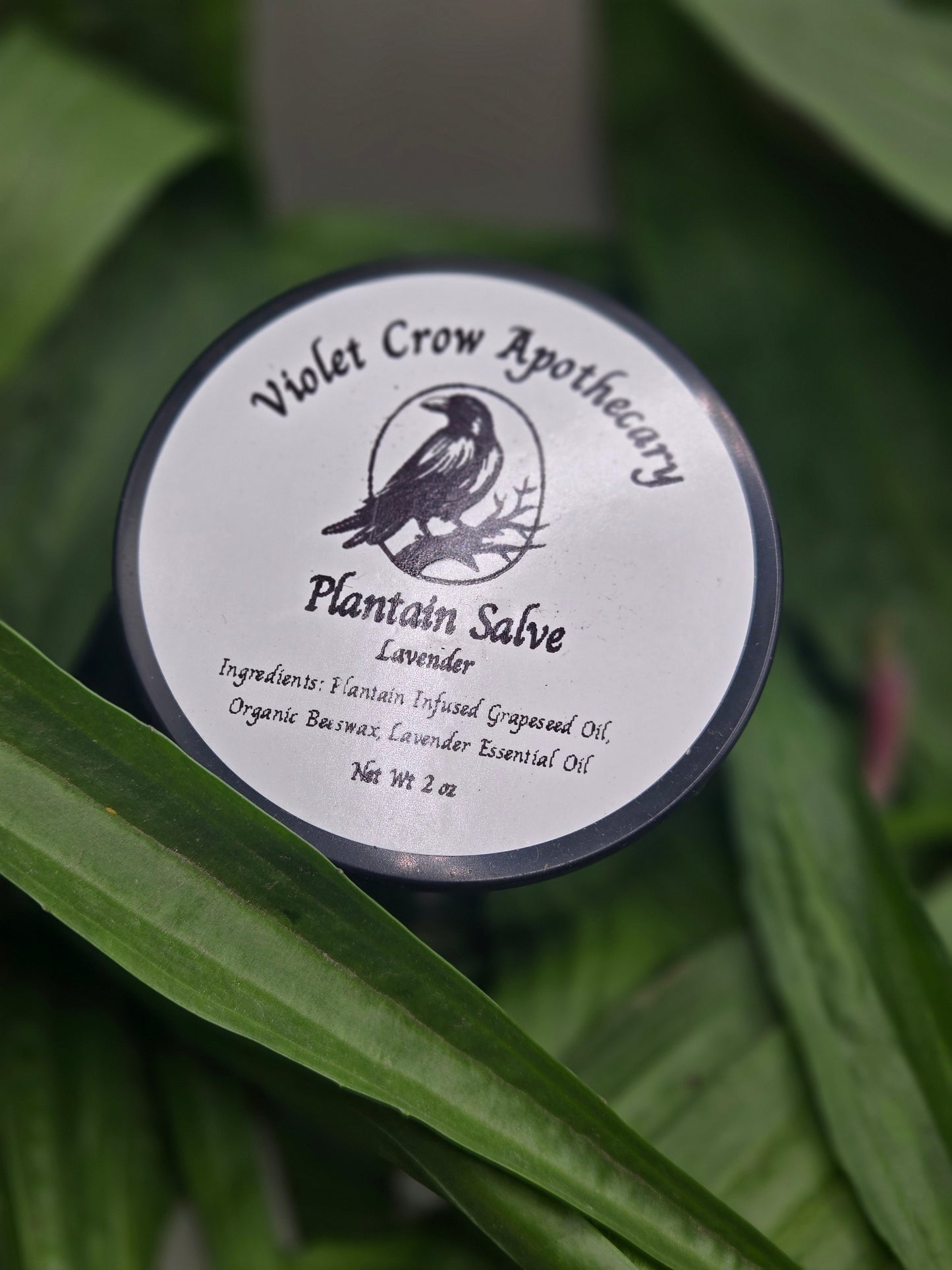 All Natural Plantain Salve: Garden Harvested Plantain with Organic Beeswax